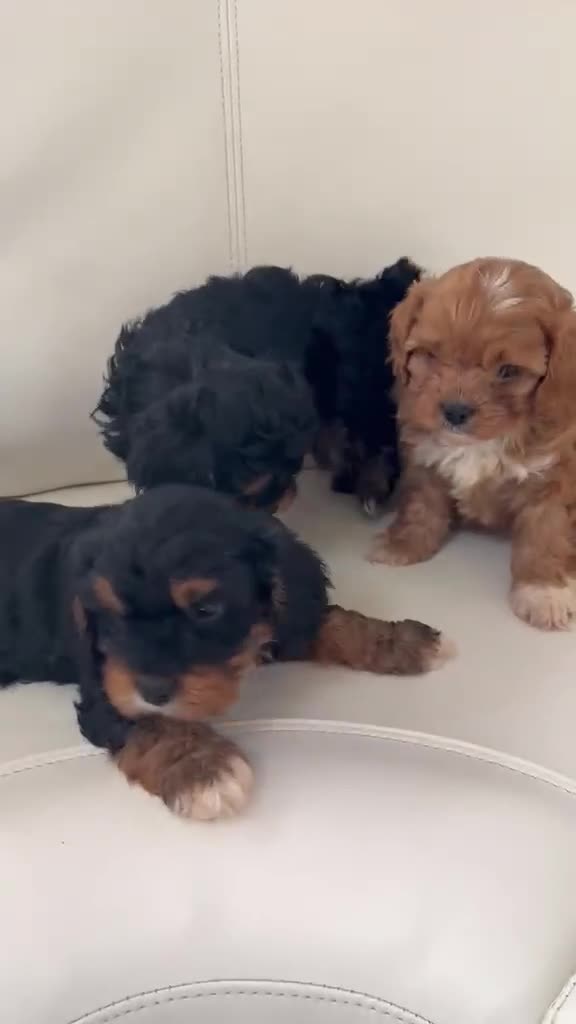 Cavapoo dogs for sale: Cavapoo (Girls) in High Wycombe - Video 1