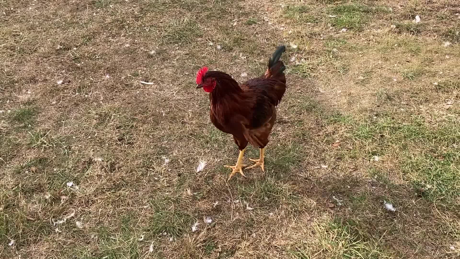 Mixed Breed birds for sale: Rhode Island Red cockeral - Video 1