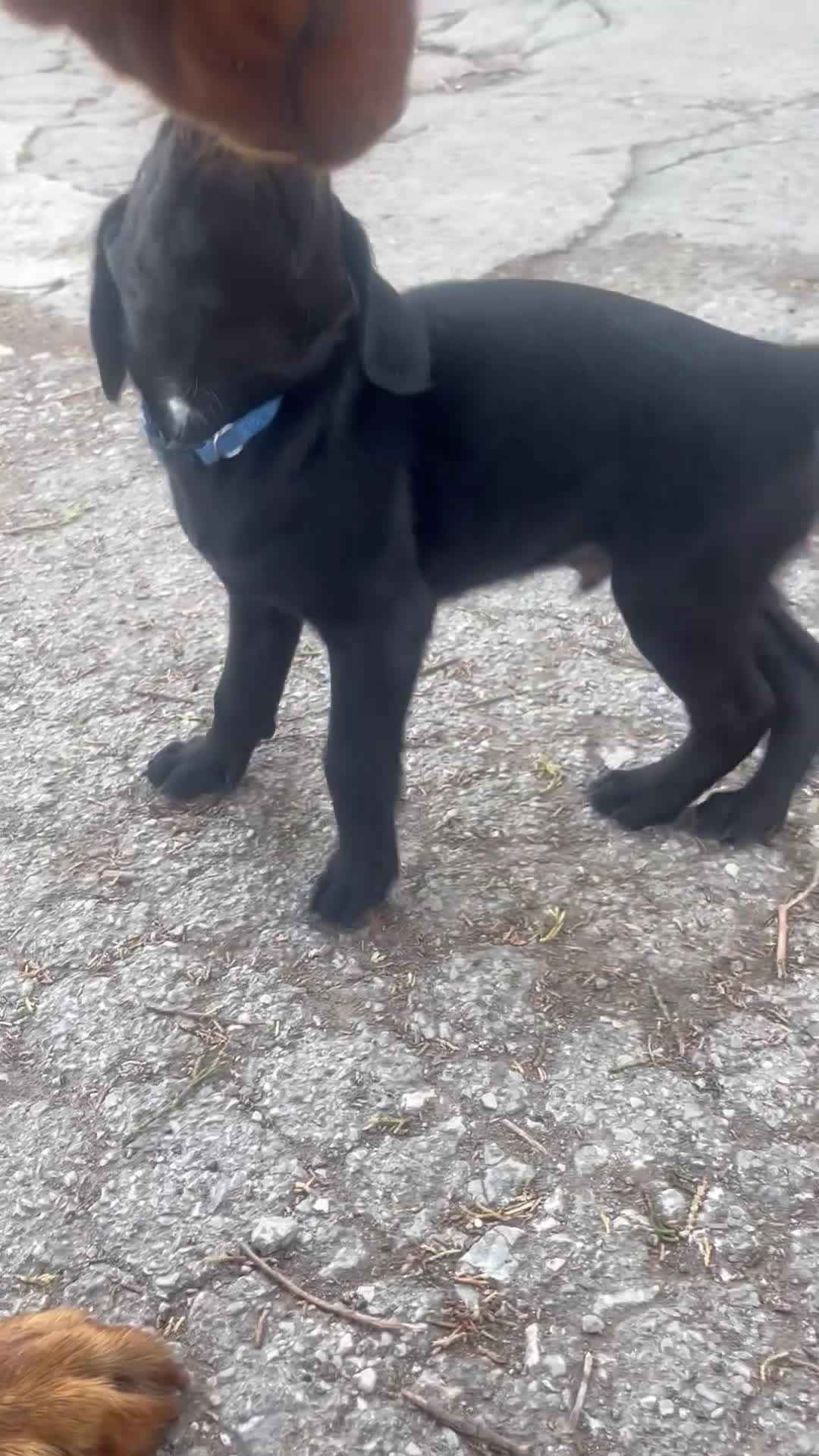 Springador dogs for sale: Springador puppies - Video 3