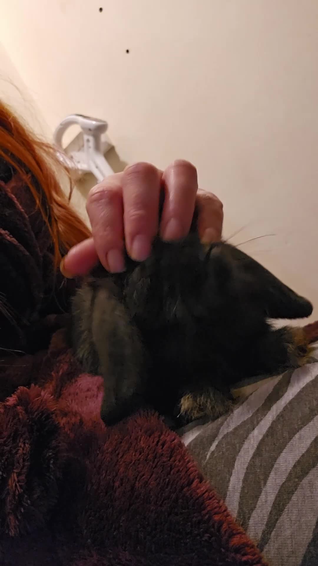 Mini Lop rabbits for sale: Mini lops - Video 1