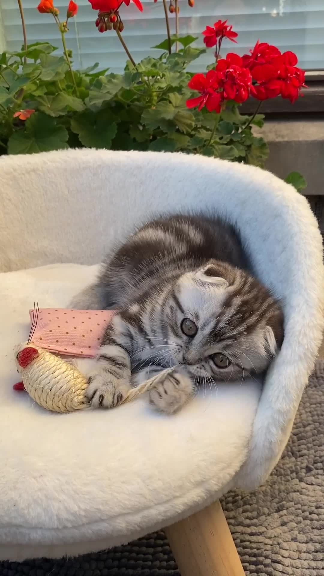 Scottish Fold cats for sale: LICENSED CATTERY, PURE BREED TOP QUALITY KITTENS - Video 5