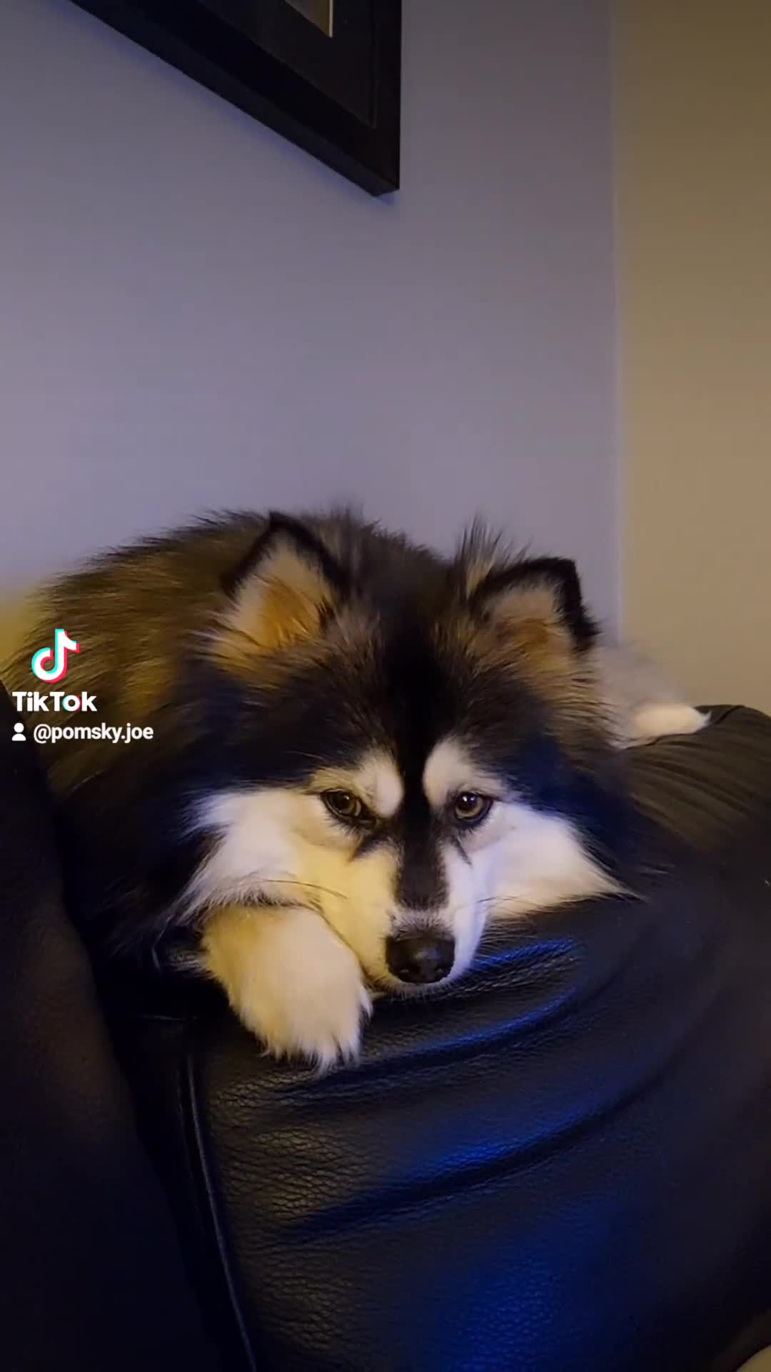 Pomsky dogs for stud: Champ F2 pomsky for stud  in Liverpool - Video 2