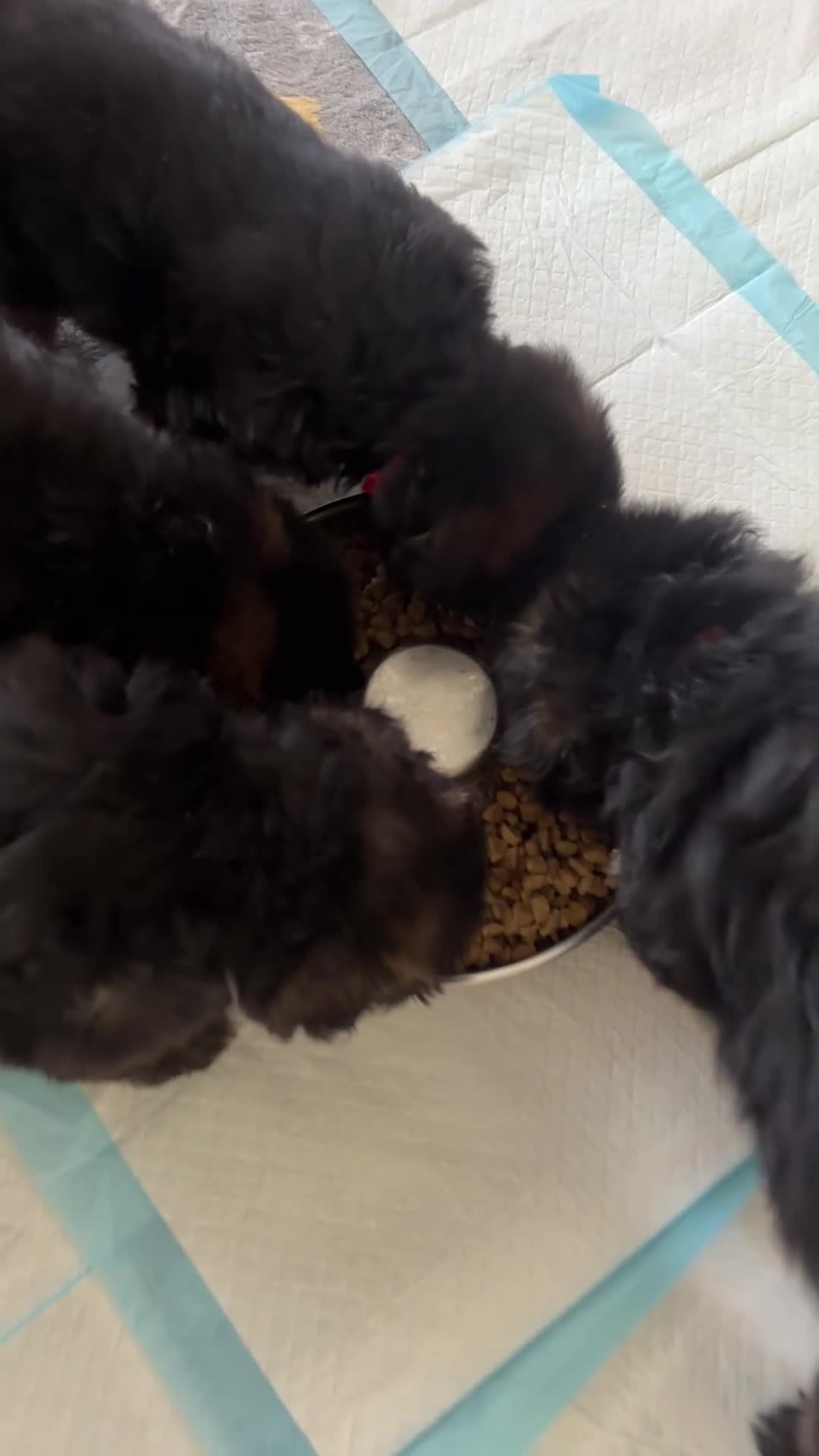 German Shepherd dogs for sale: Stunning GSD working line puppies  - Video 2