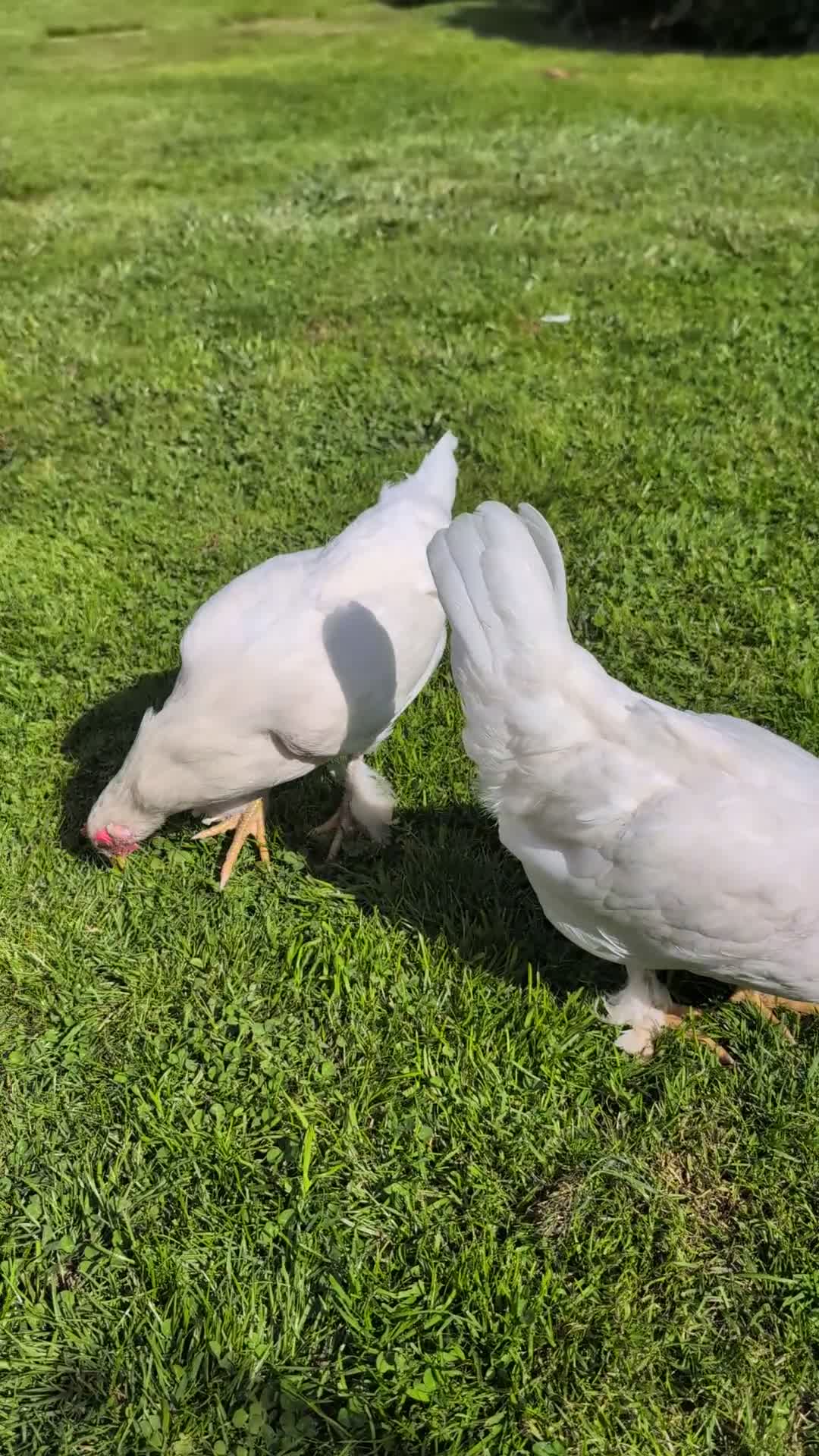 Chickens poultry for sale: 2 hens 4 months old  - Video 1