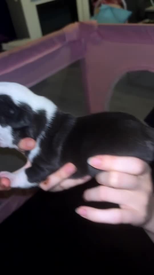 American Bulldog dogs for sale: Pocket bullies  - Video 1
