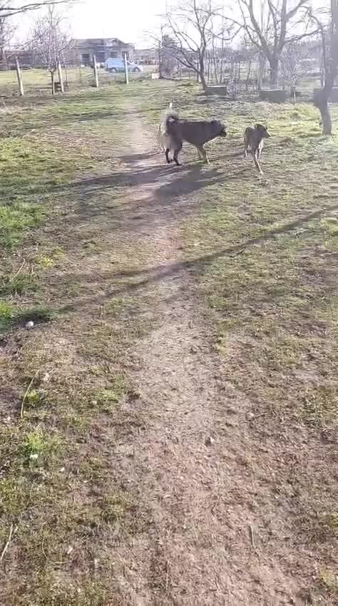 Mixed Breed dogs for adoption: 🐾TOBY, the Tiny Survivor with the Biggest Heart💛 - Video 2