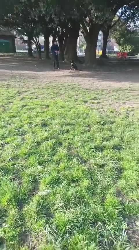 Mixed Breed dogs for adoption: Bella, 2 yrs old. Reserved STC. - Video 3