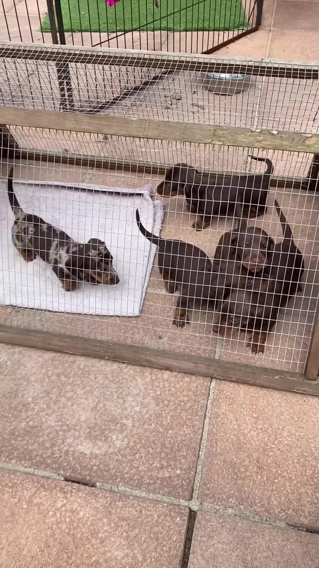 Dachshund dogs for sale: Smooth haired dachshunds for sale Tiverton devon - Video 1
