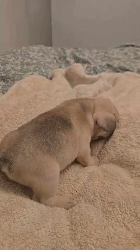 French Bulldog dogs for sale: last boy left in the litter in Preston - Video 3