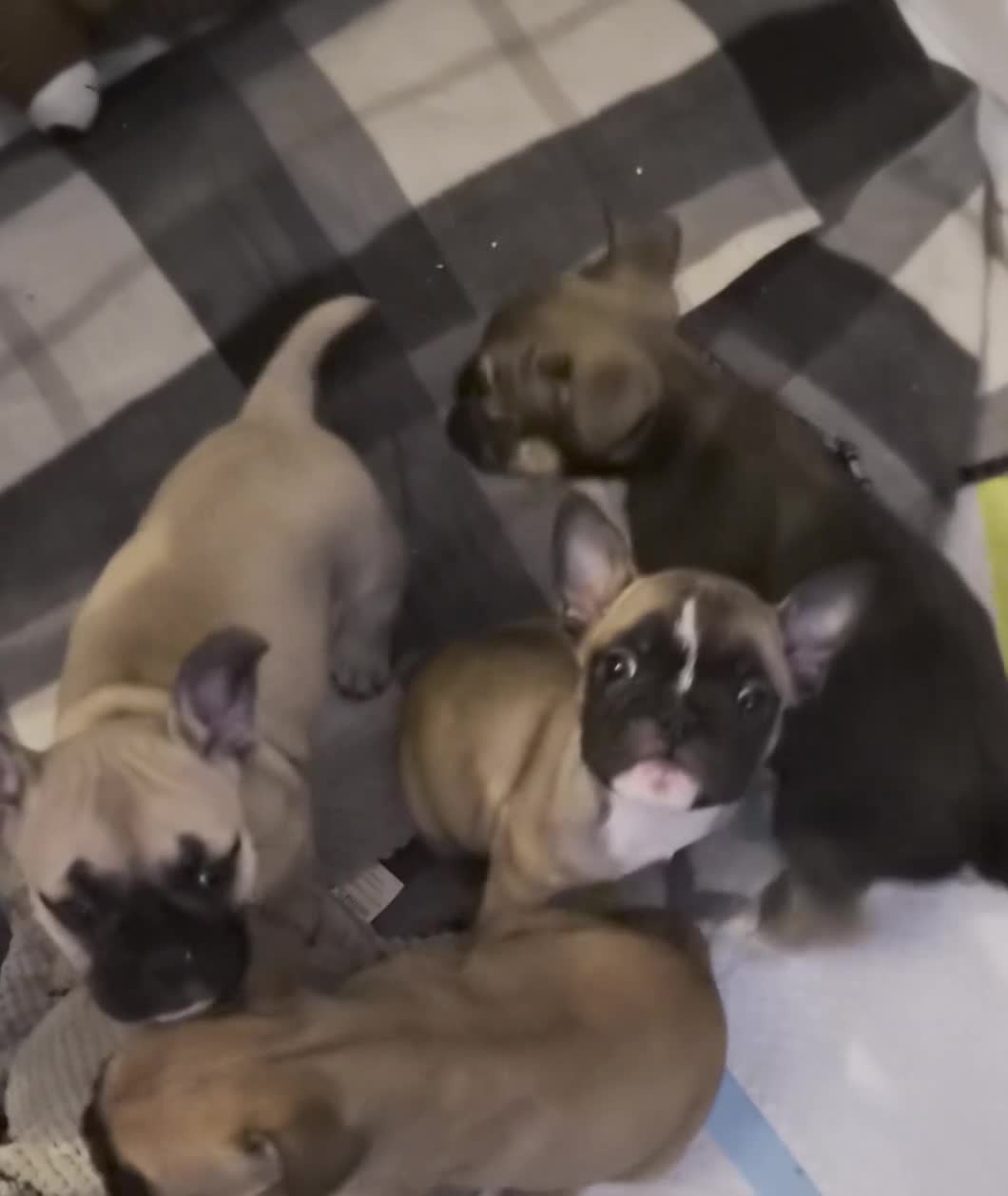 Mixed Breed dogs for sale:  Female Hybrid Bulldog Pups - Video 1