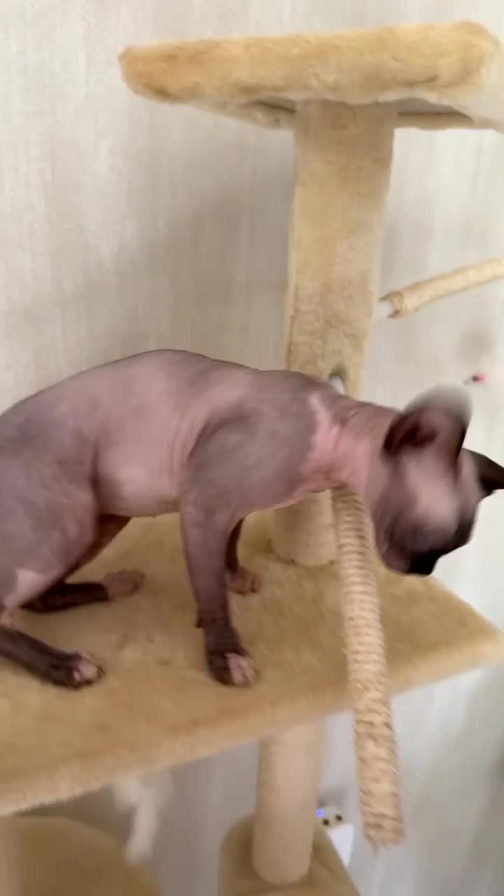 Sphynx cats for sale: 1 dwarf sphynx & 1 normal Sphynx females - Video 3