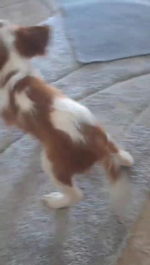 Cavapoo dogs for sale: Cavapoo puppies- 2 Boys Left💙 ‼️PRICE DROP‼️ - Video 1