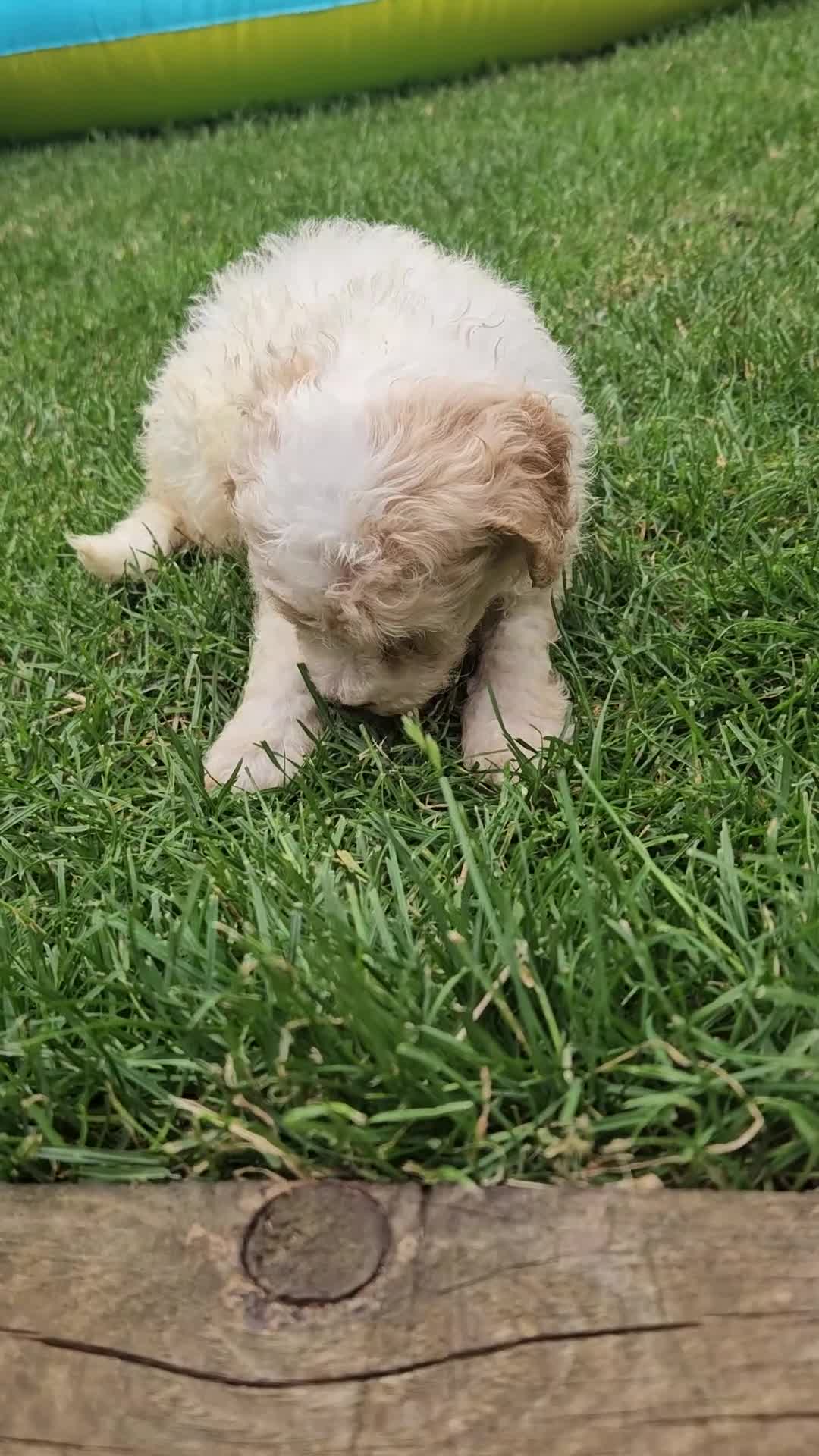 Mini Goldendoodle dogs for sale: The Mini Moo Crew F2B Miniature Goldendoodle Pups - Video 1