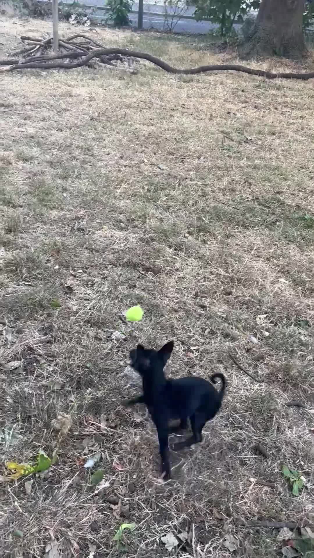 Russian Toy Terrier dogs for sale: Only male russian toy terrier puppy for sale - Video 2