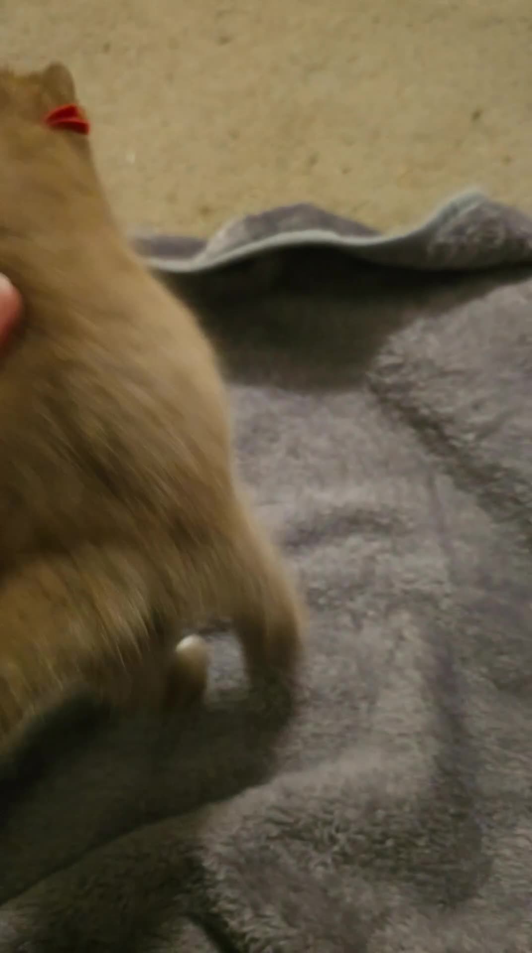 British Shorthair cats for sale: Brown British Shorthair Kittens  - Video 4