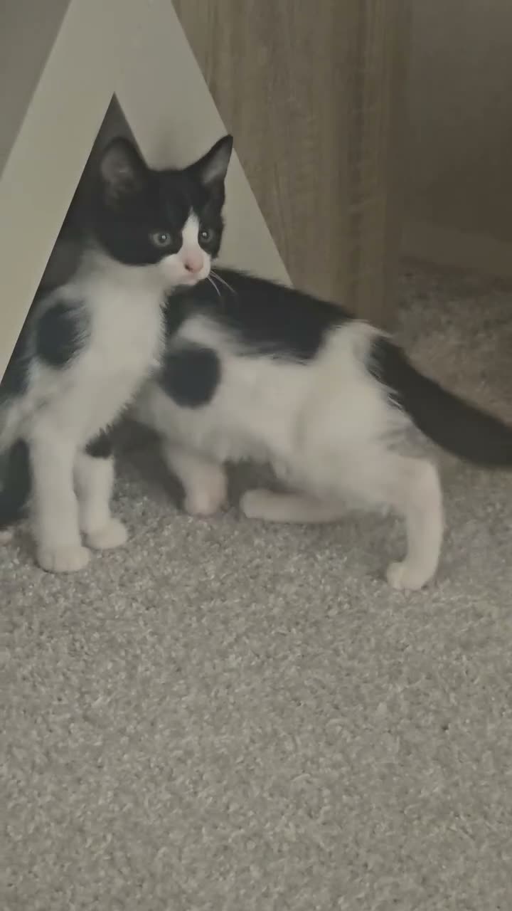 Mixed Breed cats for sale: 2 black and white kittens - Video 2