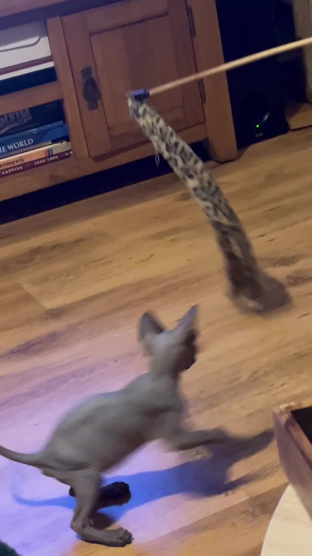 Sphynx cats for sale: Canadian Sphynx kitten boy in Bodmin - Video 1