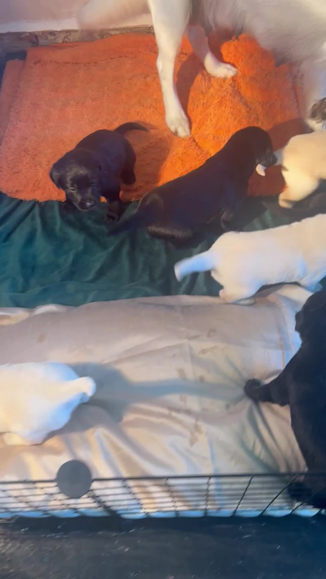 Goldador dogs for sale: Puppies- Goldadors (Golden retriever) (Labrador)  - Video 2