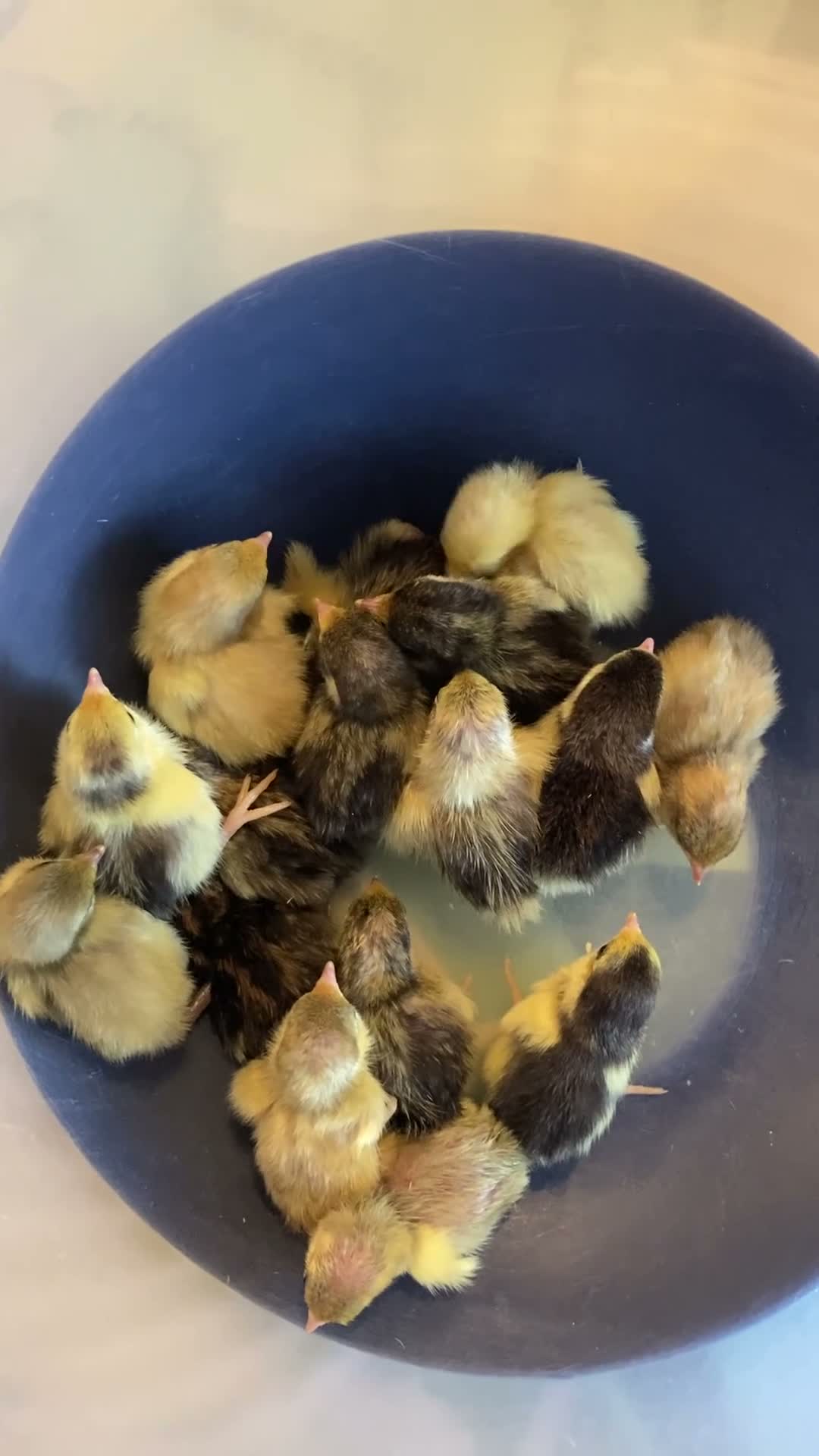 Quail poultry for sale: Button quail chicks in Huddersfield - Video 1