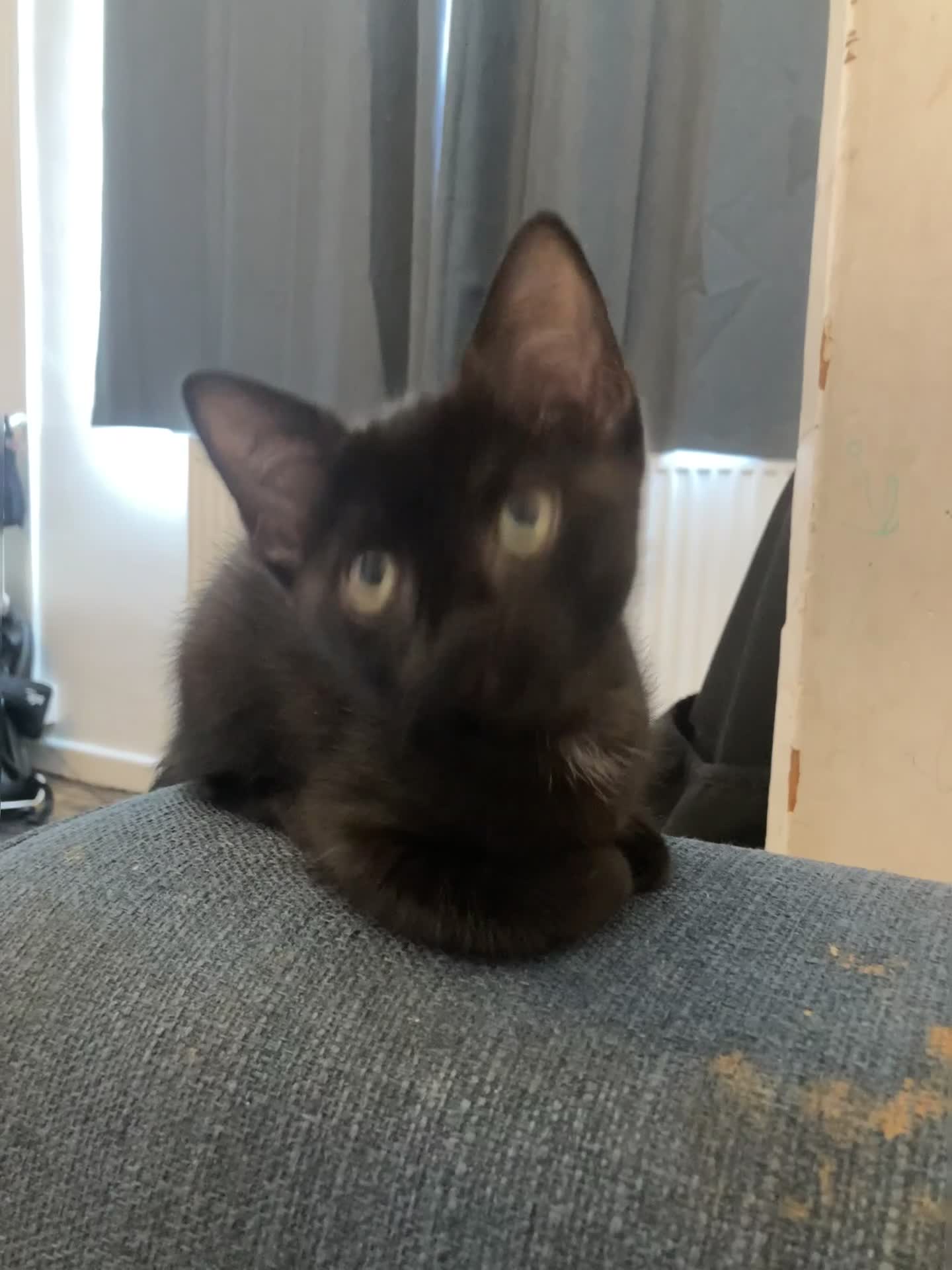 Mixed Breed cats for sale: Sphynx cross kittens  - Video 1