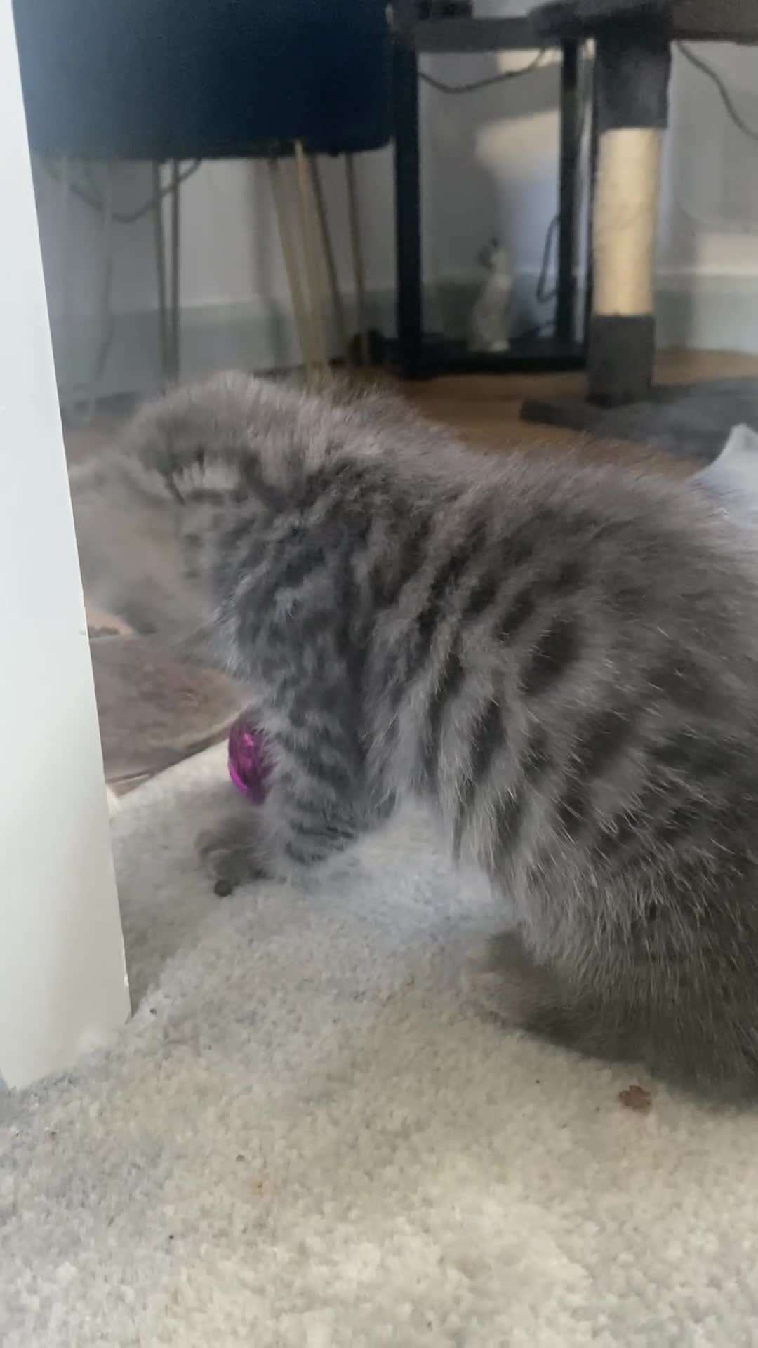 Maine Coon cats for sale: 4 stunning kittens  - Video 3