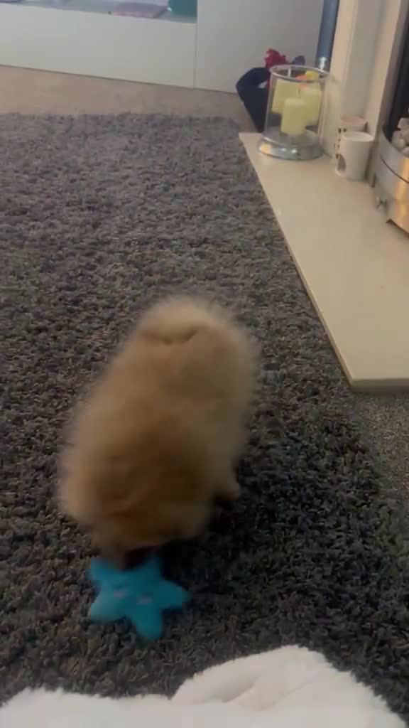 Pomeranian dogs for sale: Pomeranian puppy 💙 in Gateshead - Video 1