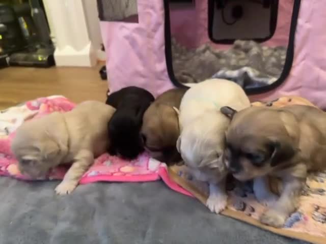 Mixed Breed dogs for sale: ✨Adorable Cockapompoo Puppies✨ - Video 2