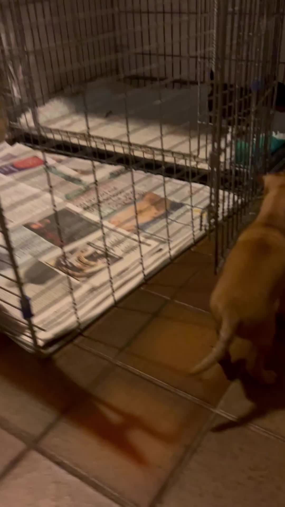 Miniature Pinscher dogs for sale: Stunning KC Miniature Pinscher puppies - Video 2