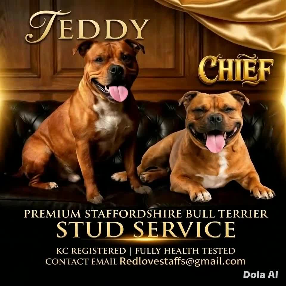 Staffordshire Bull Terrier dogs for stud: 🇬🇧 THE RED DREAMTEAM 🇬🇧Exceptional Temprements - Video 1