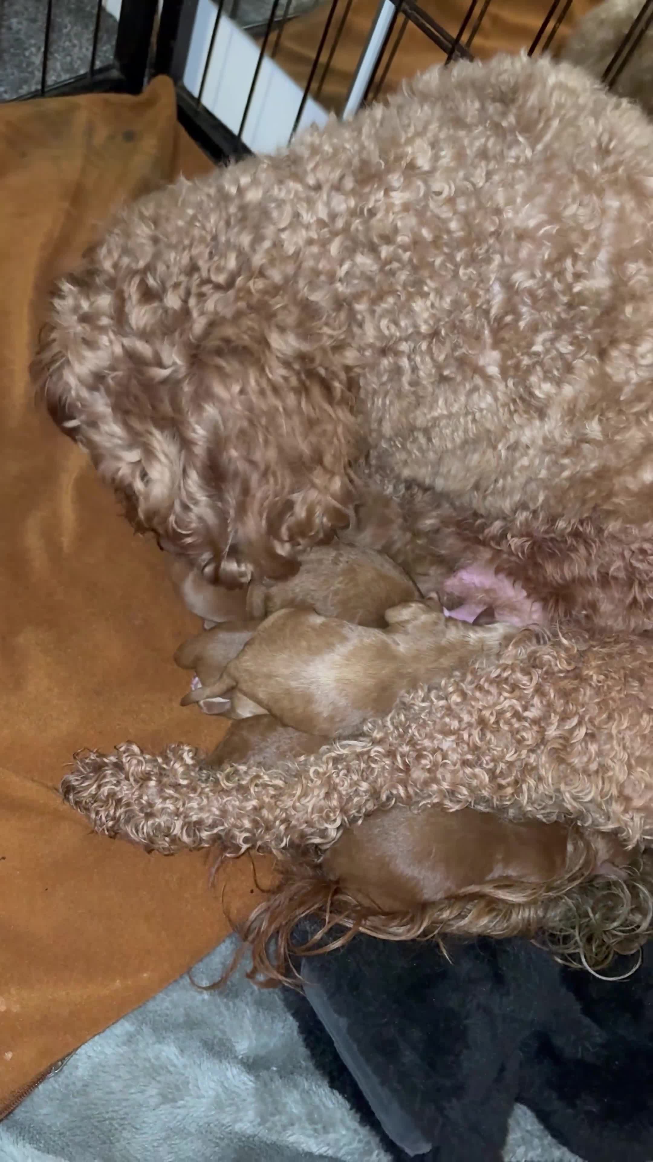 Cavapoo dogs for sale: Cavapoo F1bb  - Video 1