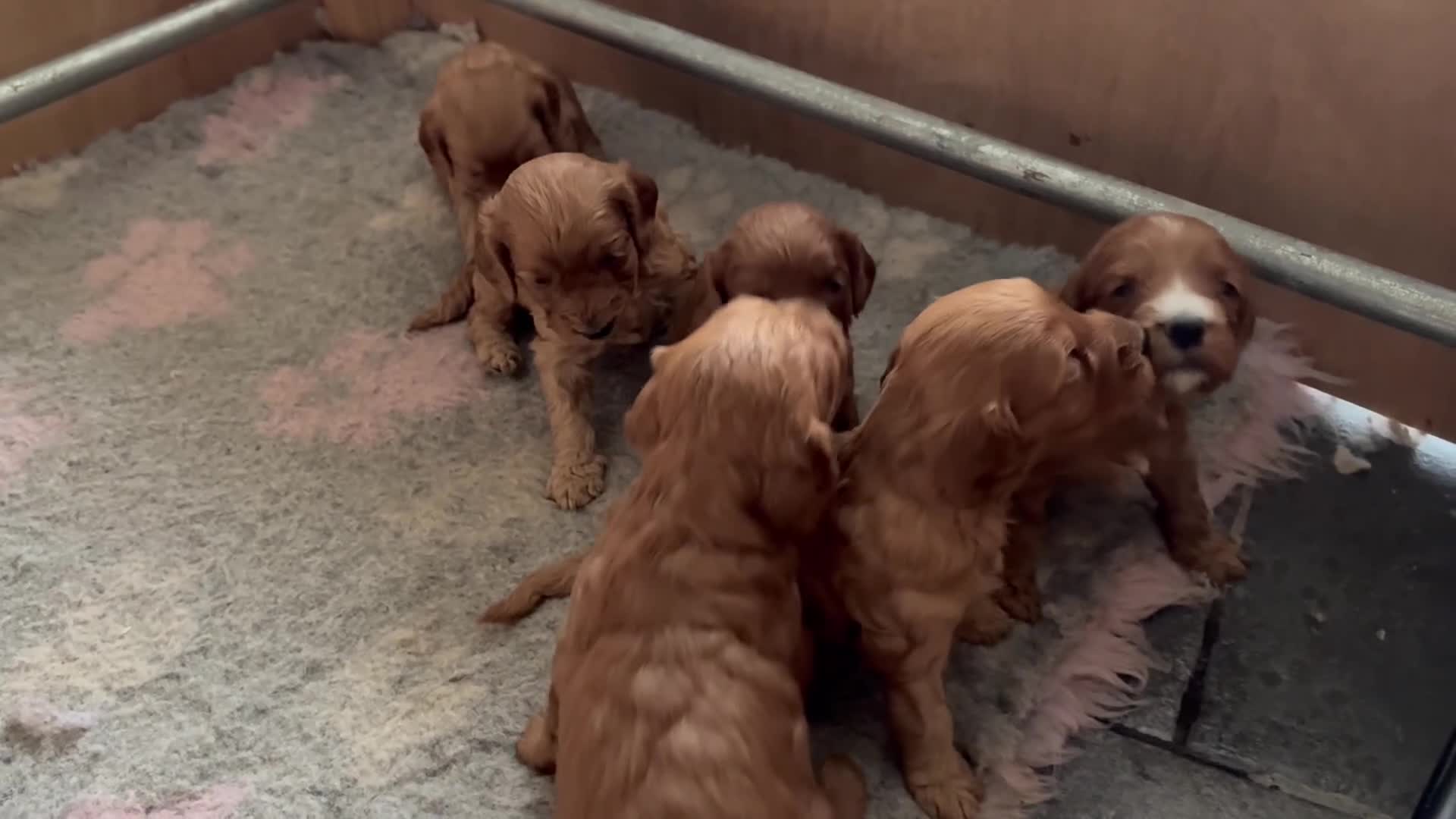Cockapoo dogs for sale: Fox red cockerpoos  in Newtown - Video 2
