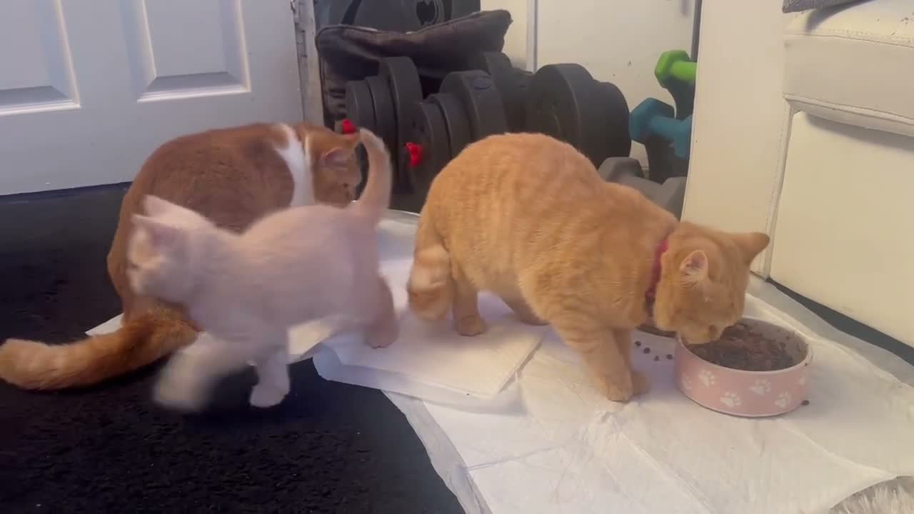 British Shorthair cats for sale: CREAM BRITISH SHORT HAIRED KITTENS  in Rotherham - Video 1