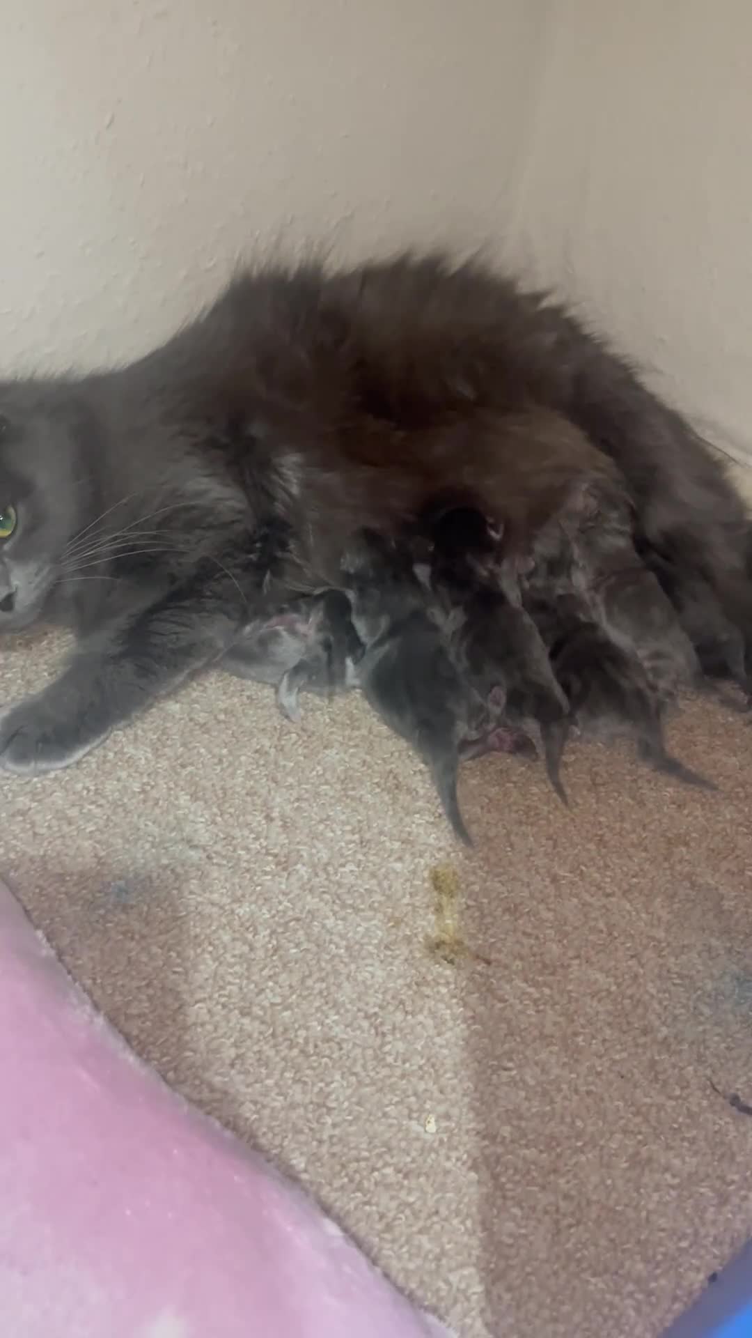 British Longhair cats for sale: Stunning kittens  in Northampton - Video 1