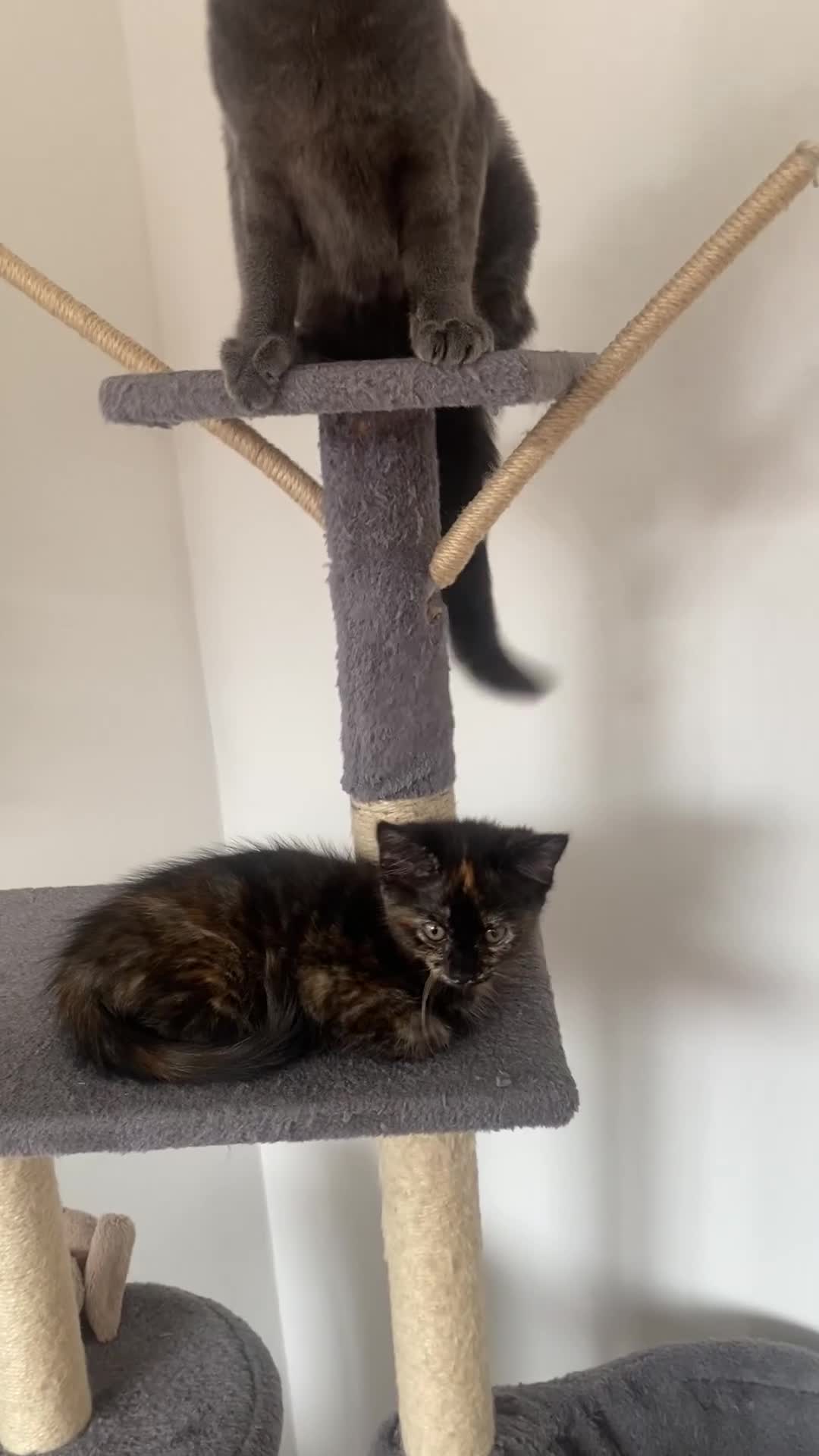 Domestic Shorthair cats for sale: beautiful tortie baby just over 8 weeks  - Video 1