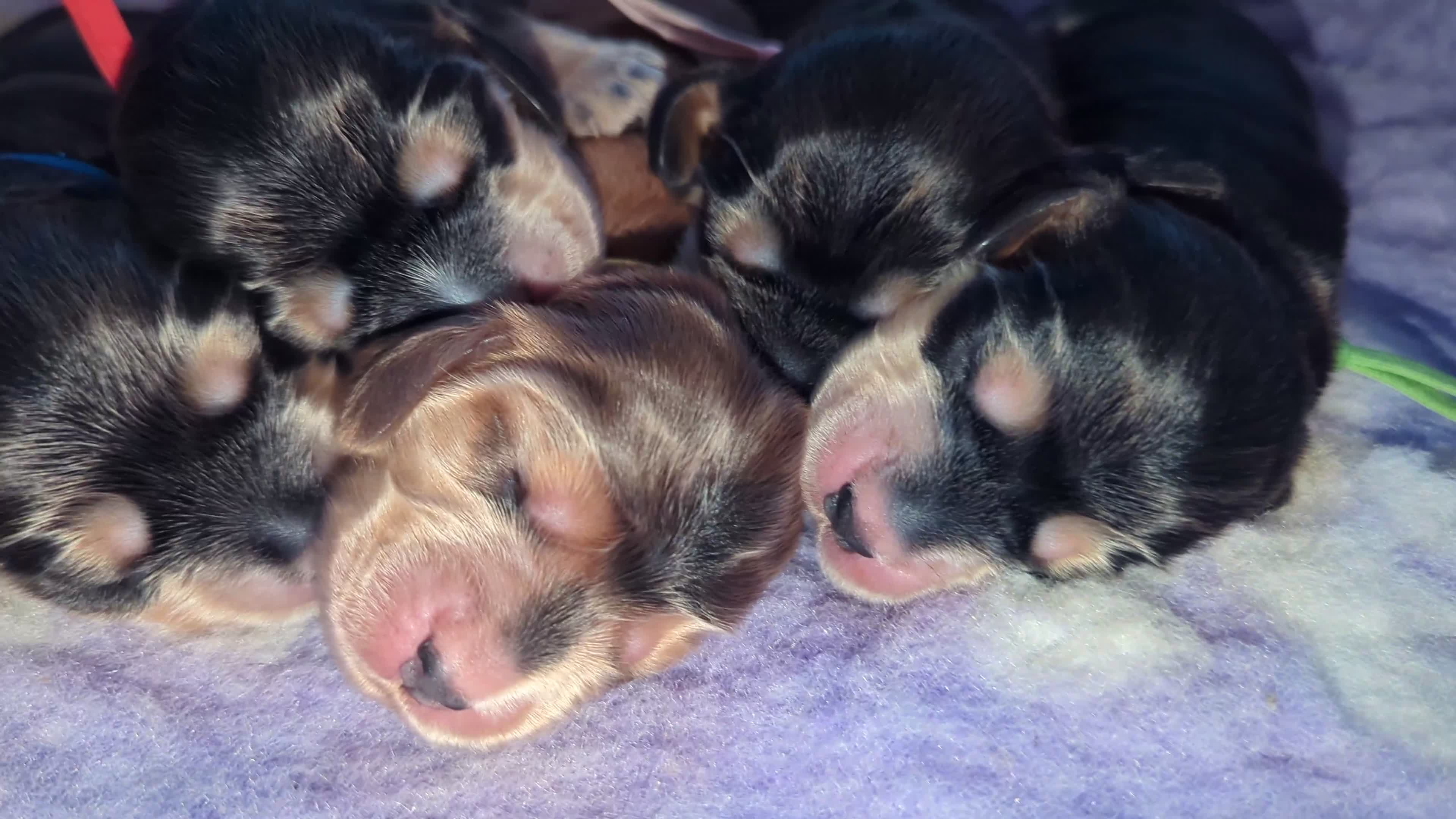 Cocker Spaniel dogs for sale: Champion bloodline sable show cocker puppies  - Video 1