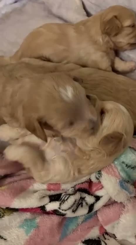 Maltipoo dogs for sale: Miss Chloe  - Video 1