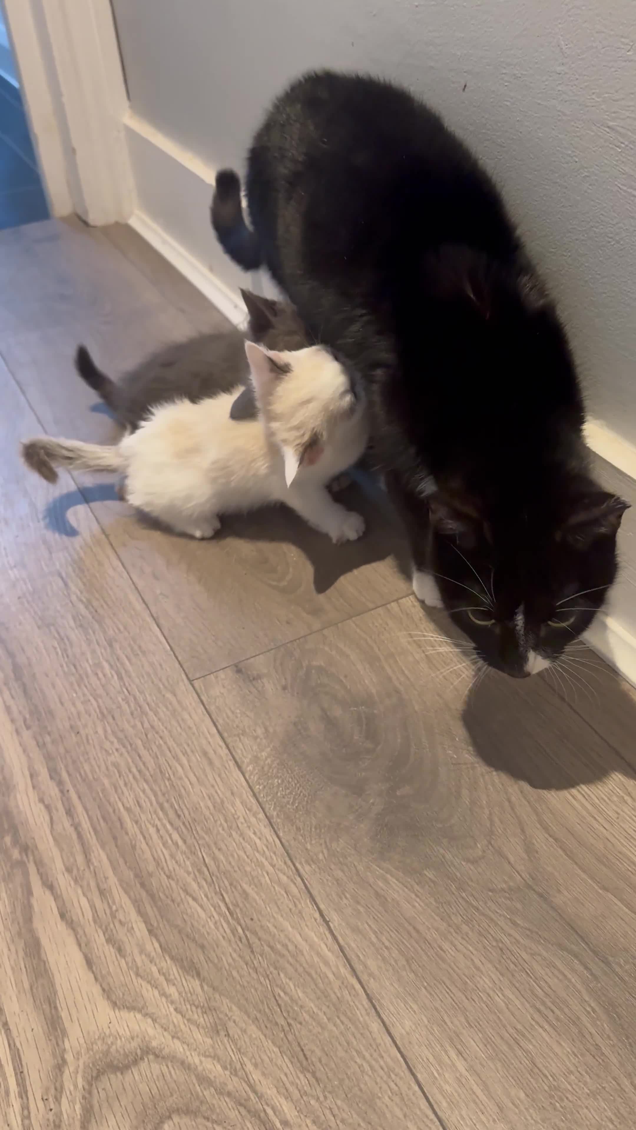 Mixed Breed cats for sale: Kittens for sale  - Video 3