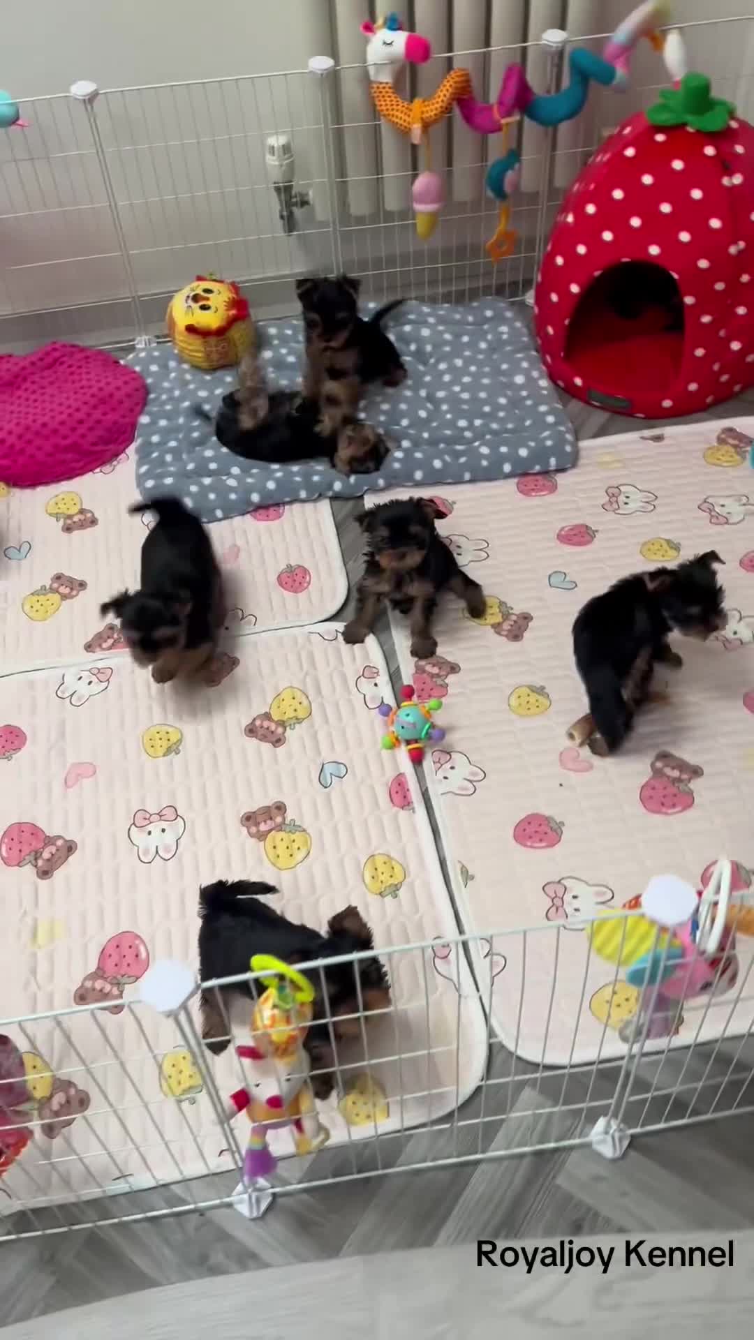 Yorkshire Terrier dogs for sale: Adorable KC reg: girl 💕 - Video 3