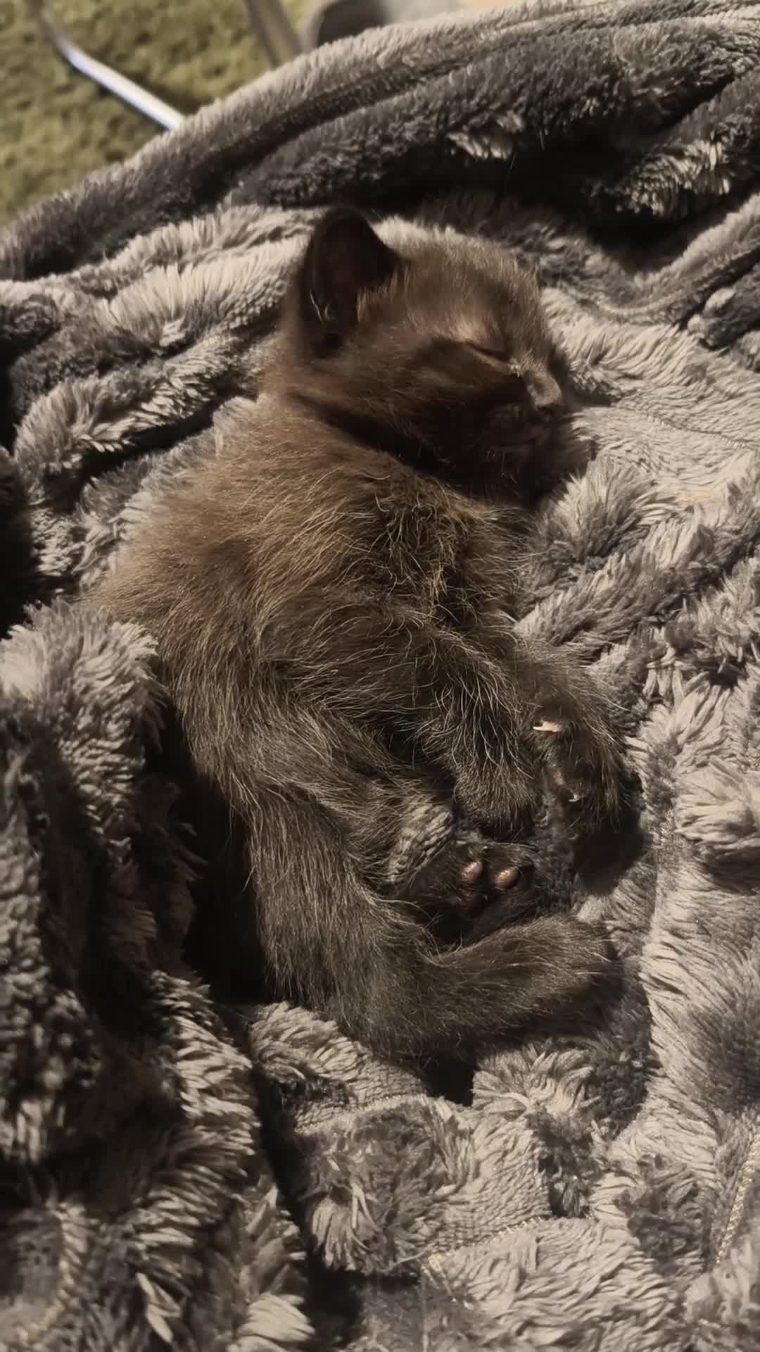 Mixed Breed cats for sale: Beautiful Ragdoll X Kittens - Video 2