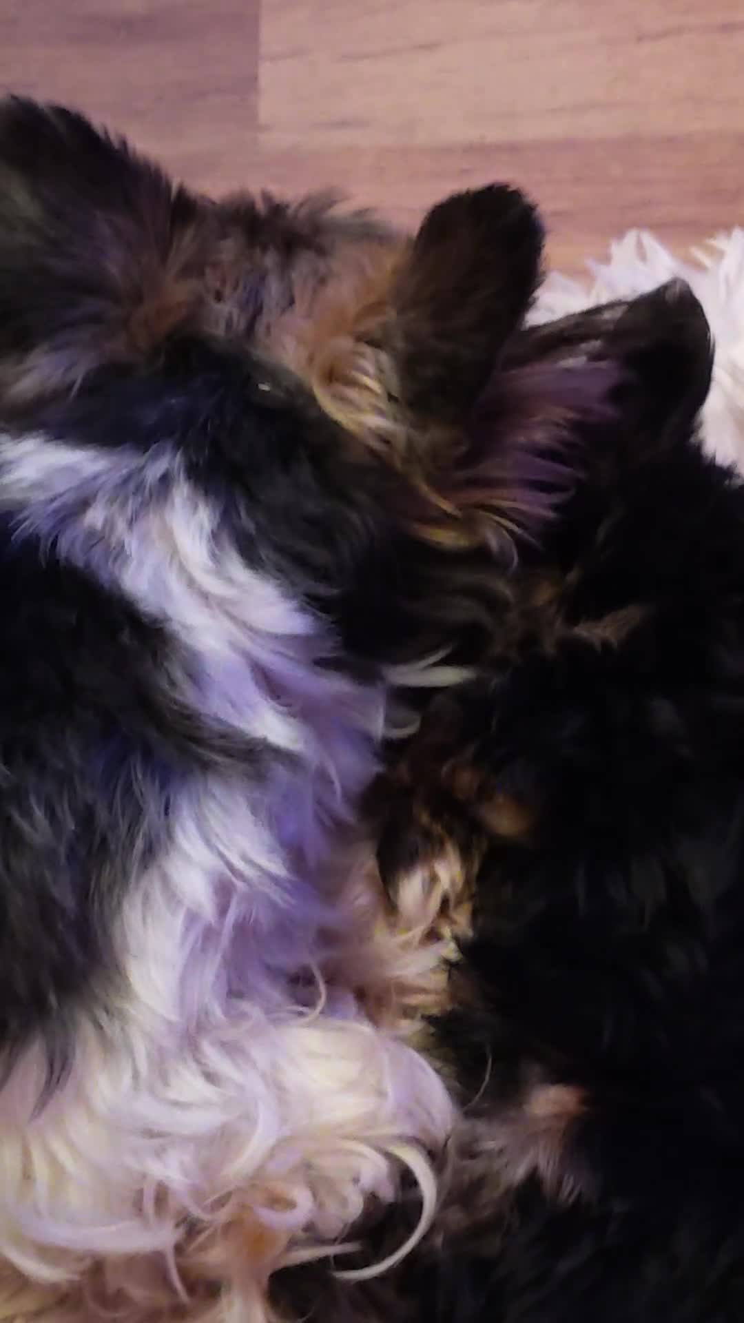 Yorkshire Terrier dogs for sale: Beautiful Yorkshire Terrier Girl - Video 1