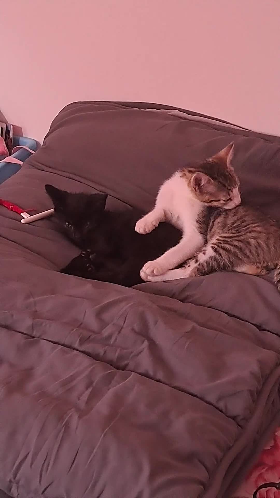 British Shorthair cats for sale: Kiko and memi - Video 2