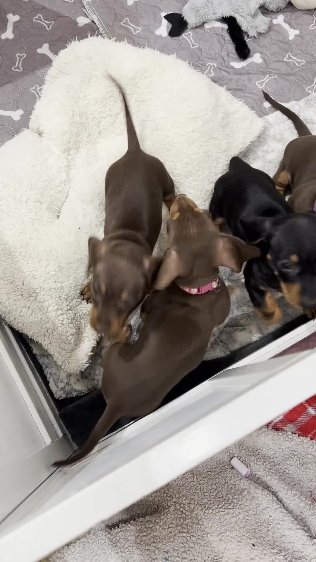 Miniature Dachshund dogs for stud: Proven stud, KC registered, fantastic temperament in Lichfield - Video 1