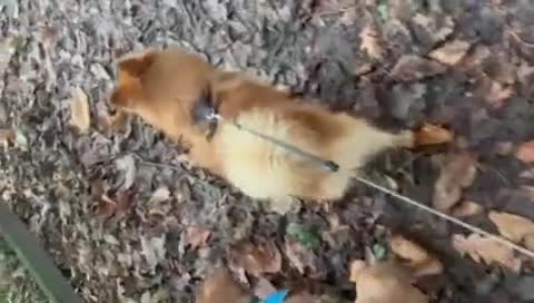 Mixed Breed dogs for adoption: 💙 DEXTER💙: active, playful Pomeranian Cross - Video 3