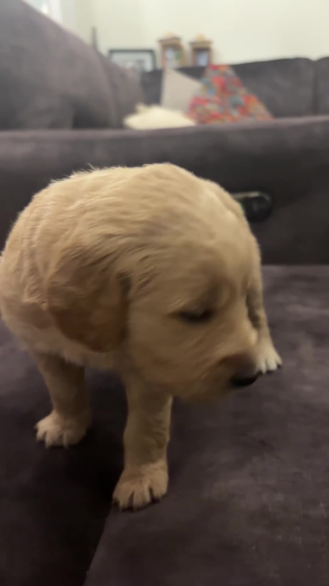 Double Doodle dogs for sale: 10 beautiful double doodles born on 24/08/2025 - Video 2