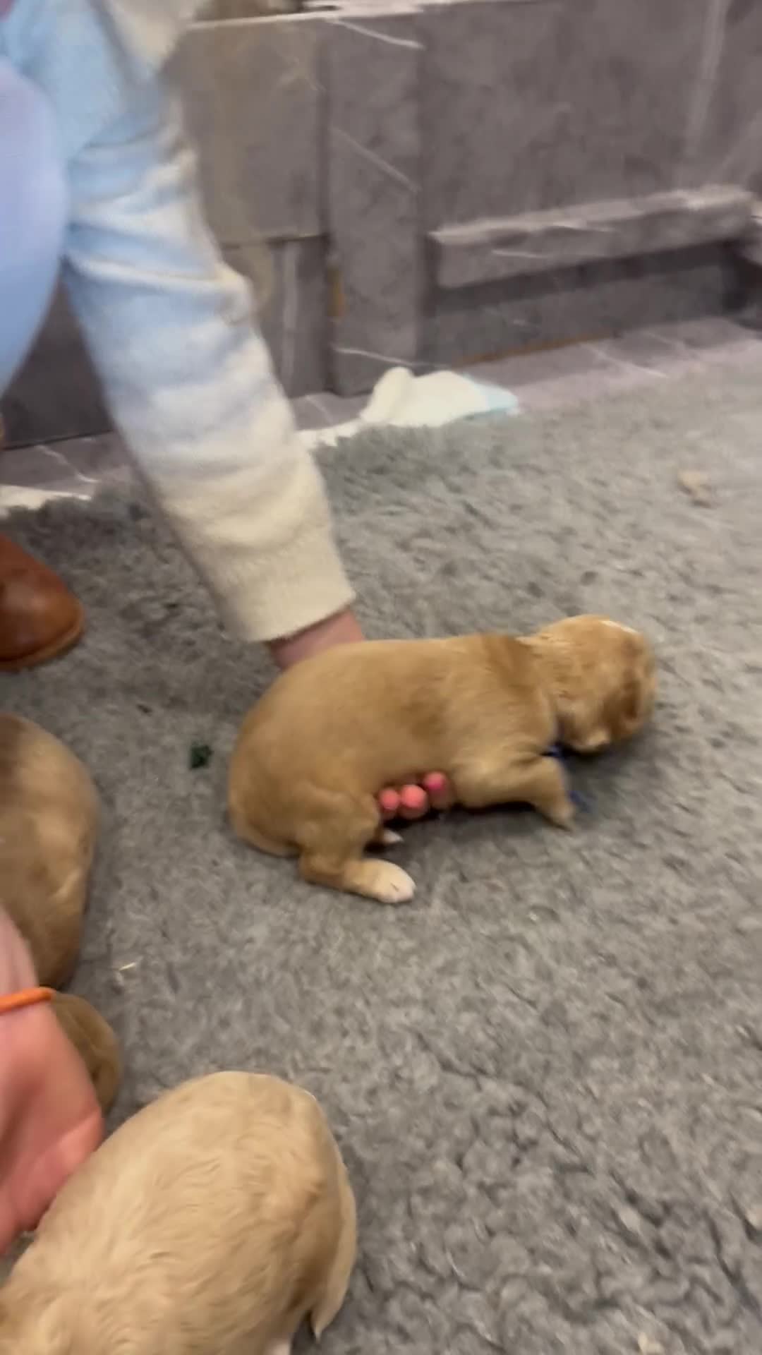 Goldendoodle dogs for sale: Golden doodles F2b - Video 2