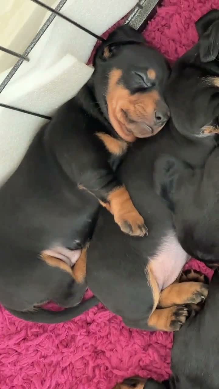 Dachshund dogs for sale: Dachshund puppies - Video 1