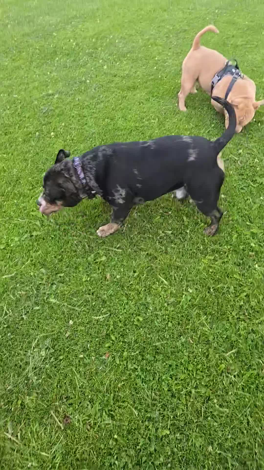 American Bully dogs for stud: Black merle Pocket bull stud  - Video 1