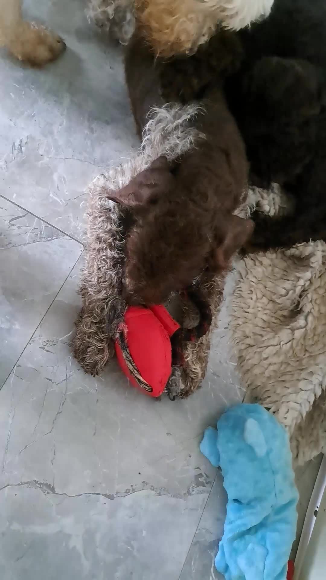 Mixed Breed dogs for sale: Poodle/pointer pups in Cumnock - Video 1