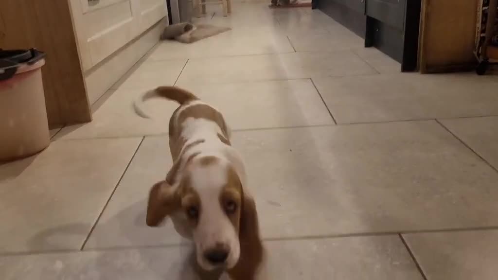 Basset Hound dogs for sale: Red and white basset boy available  - Video 1