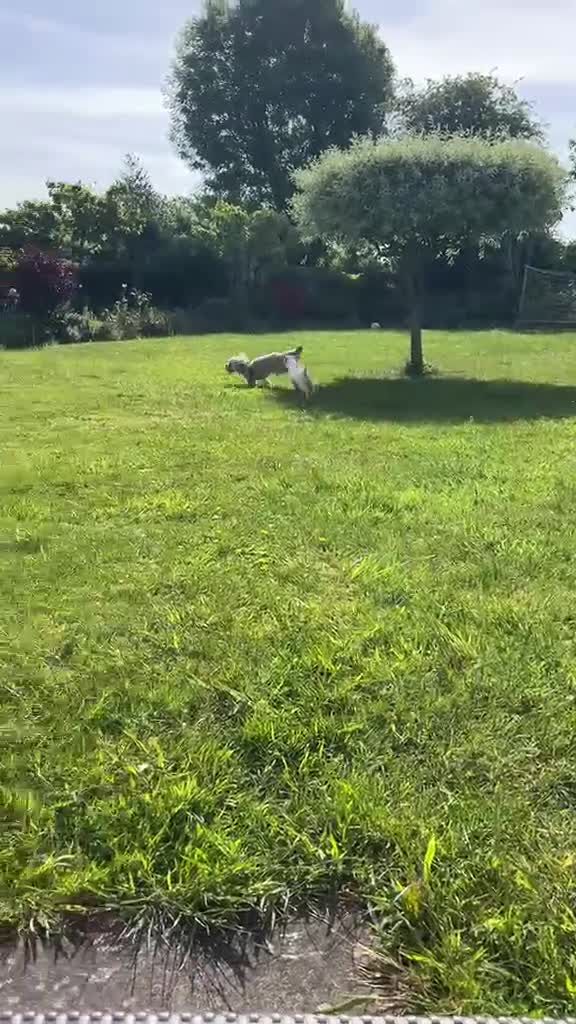 Mixed Breed dogs for adoption: Toby❤️ - Video 1
